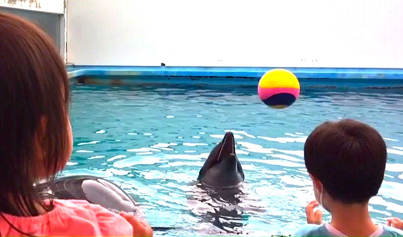 イルカとキャッチボール
