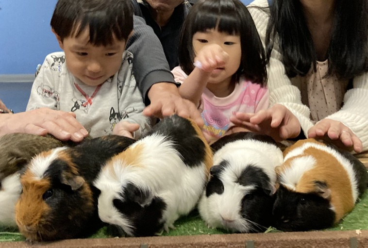 モルモットふれあい体験