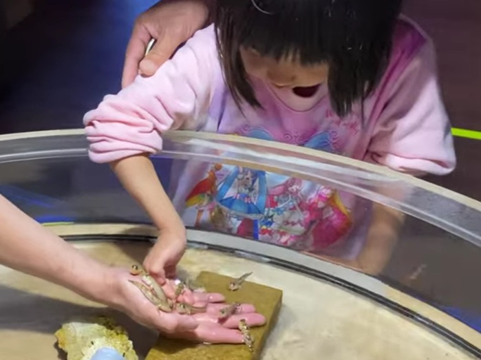 手乗りトビハゼ