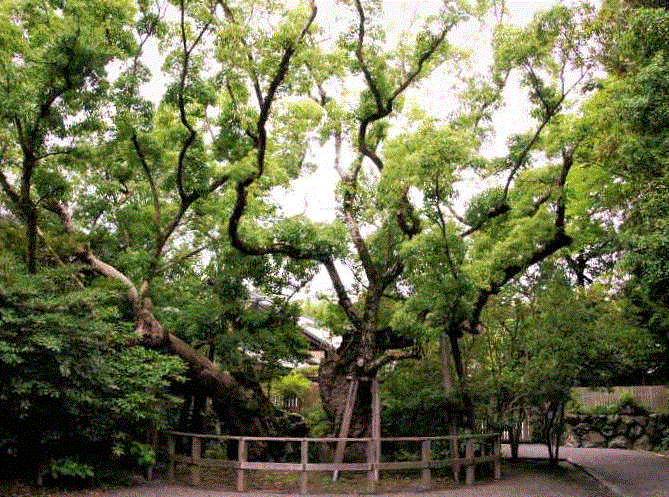 清盛楠