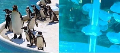 ペンギン,クラゲ