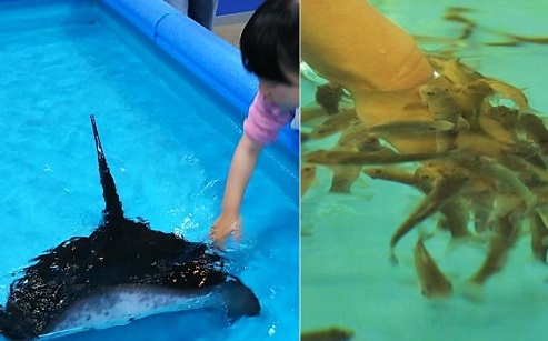 ふれあい水槽の体験の様子