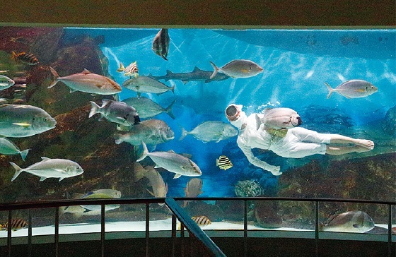 海女の餌付けの様子