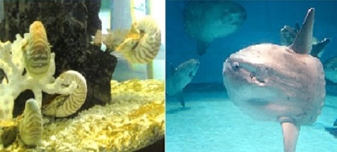 オウムガイ,マンボウ